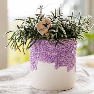 Kolibri Home Blumentopf Lila Ø12cm - Eleganter Deko-Übertopf