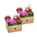8x Pelargonium peltatum Mix Ø12 cm - 20 cm: Farbenfrohe Blüten für Balkon & Garten Bild 6