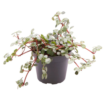 Pilea Glaucophylla Greyzy: Tropische Schönheit mit Grau-Rotem Flair