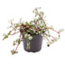 Pilea Glaucophylla Greyzy: Tropische Schönheit mit Grau-Rotem Flair Bild 1