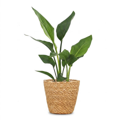 Green boutiQ - Strelitzia Reginea - Paradiesvogelblume - 1 Pflanze - mit Seegraskorb - Topf 12cm - Höhe 35cm