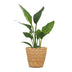 Green boutiQ - Strelitzia Reginea - Paradiesvogelblume - 1 Pflanze - mit Seegraskorb - Topf 12cm - Höhe 35cm Bild 2