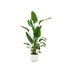 Strelitzia Nicolai Set incl. Pot - Tropical Beauty for Your Home Bild 1