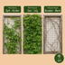 4x Parthenocissus quin. 'Engelmannii' - Engelmann-Jungfernrebe (Ø9cm, 35cm) Bild 5