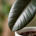 Gummibaum Ficus Elastica Cloe, 65cm, inkl. weißem Übertopf Bild 4