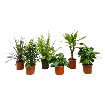 Überraschungsbox: 6 Zimmerpflanzen 20-40 cm, Ø12