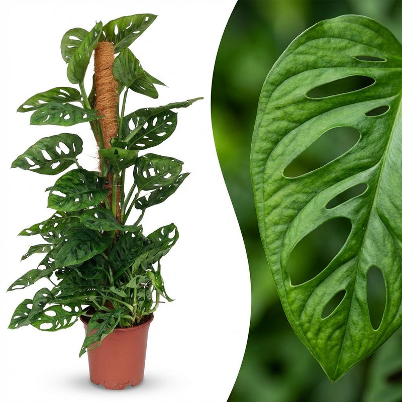 Monstera Andansonii Monkey Mask Pflanze im 19cm Topf, 90cm hoch