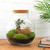 Flaschengarten Teddy-Bonsai DIY-Set mit Zubehör, 26,5 cm Bild 3