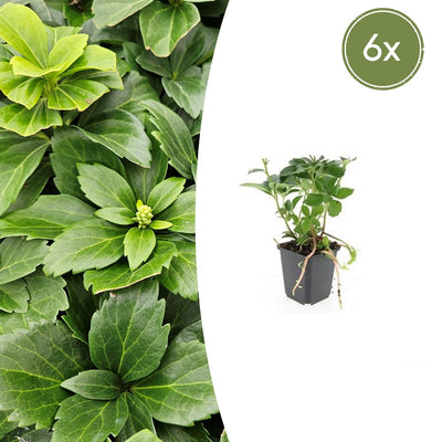 6x Japanischer Ysander (Pachysandra terminalis) - Bodendecker