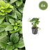 6x Japanischer Ysander (Pachysandra terminalis) - Bodendecker Bild 1