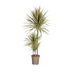 Dracaena Marginata Bicolor Ø21cm - ↕110 - 130cm Bild 1