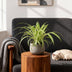 Green boutiQ Spider Plant Variegatum, 4 Plants, 12cm Pot Bild 7