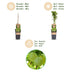 Green boutiQ - Fruit plant - Ribes uva-crispa Hinnonmäki Grün - Gooseberry - Hardy - Green Berry - 2 Plants - Pot 15cm - Height 50cm Bild 4