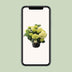 Hortensia Wit P23 - Ø23cm - ↕40cm - Atemberaubende Blüten Bild 6
