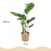 Green boutiQ - Zimmerpflanzen - Stelitzia Nicolai - Paradiesvogelblume - Wenig Pflege - mit Korb - Grün - 1 Pflanze - Topf 17cm - Höhe 70-90cm Bild 3