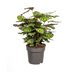 Calathea Makoyana Ø27cm - ↕60 - 80cm Bild 1