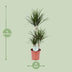 Dragon Tree Dracaena Marginata, easy-care, 115 cm houseplant Bild 2