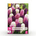 GreenboutiQ - Flower Bulbs - Hyacinth Pastel mix - Bulbs Hardy Perennial - Various Pastel Colors - 10 Pieces - Bulb Size 14/15 - XXL Pack Bild 1