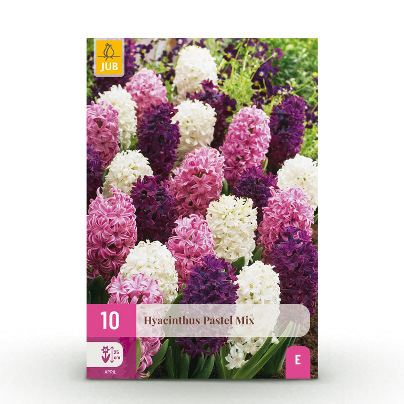 GreenboutiQ - Flower Bulbs - Hyacinth Pastel mix - Bulbs Hardy Perennial - Various Pastel Colors - 10 Pieces - Bulb Size 14/15 - XXL Pack