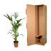 Kentia Palme Howea Forsteriana 160cm, Topf Ø 24cm Bild 5