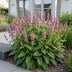 Green boutiQ - Stauden - Stachys off. Ukkie - Hasenohr - Steingartenpflanzen - Rosa - 6 Pflanzen - Topf 11cm - Höhe 15-25cm Bild 6