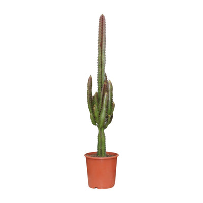 Euphorbia Trigona Rubra (Ø17cm, ↕70cm) - Exotische Schönheit in Rot