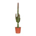 Euphorbia Trigona Rubra (Ø17cm, ↕70cm) - Exotische Schönheit in Rot Bild 1