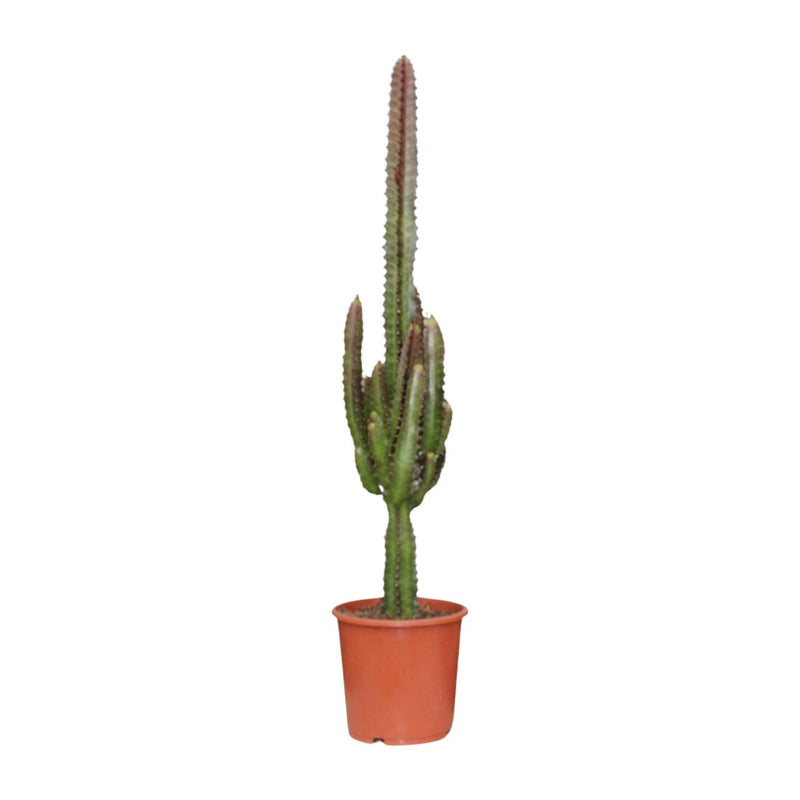 Euphorbia Trigona Rubra (Ø17cm, ↕70cm) - Exotische Schönheit in Rot