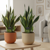 2x Sansevieria Futura Superba, 45cm, Ø14cm Topf Bild 2