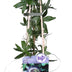 3x Passiflora Caerulea Constance Elliot Climbing Plant Bild 2