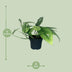 Epipremnum Cebu Blue (Pothos) - Ø12cm pot, approx. 20cm high Bild 2