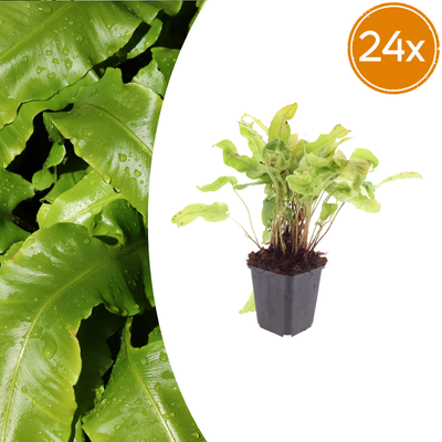 24x Hirschzungenfarn (Asplenium scolopendrium) 10-25cm