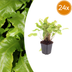 24x Hirschzungenfarn (Asplenium scolopendrium) 10-25cm Bild 1