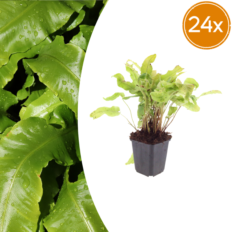 24x Hirschzungenfarn (Asplenium scolopendrium) 10-25cm