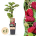 Green boutiQ Thornless Loganberry - 2 Plants - Fruity Delight Bild 1