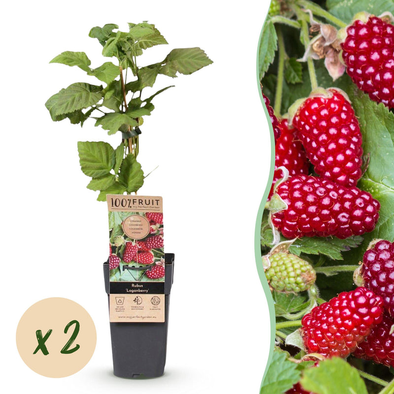 Green boutiQ Thornless Loganberry - 2 Plants - Fruity Delight