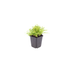 12x Wurmfarn (Dryopteris filix-mas) - 10-25cm Bild 2