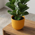 Elho Jazz Topf Rund Bernstein Gelb D23cm H21cm Bild 4