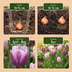 48x Tulpen Macron Mix – Frühjahrsblüher Zwiebeln Größe 11/12 Bild 4