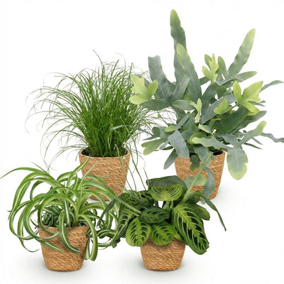 Zimmerpflanzen Mix: Chlorophytum, Cyperus, Phlebodium, Maranta