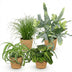 Zimmerpflanzen Mix: Chlorophytum, Cyperus, Phlebodium, Maranta Bild 2