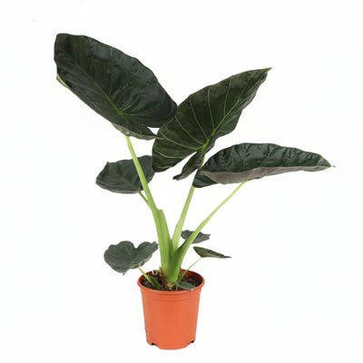 Alocasia Regal Shield - Große Zimmerpflanze im Ø21cm Topf