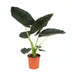 Alocasia Regal Shield - Große Zimmerpflanze im Ø21cm Topf Bild 1