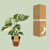 Monstera Thai Constellation im 15cm Topf, ca. 50cm hoch Bild 3