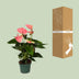 Anthurium Sweet Dream Pflanze Ø12cm - 35cm Hoch Bild 4