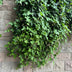 GreenboutiQ Kletterpflanzen Set: 4 Sorten für üppige Blütenpracht Bild 10