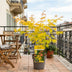 Acer palmatum Orange Dream - 15cm Topf, 30cm hoch Bild 3