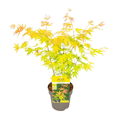Acer palmatum Orange Dream - 15cm Topf, 30cm hoch