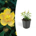 48x St. John's Wort (Hypericum calycinum) - 10-25cm - Ø9cm Bild 1