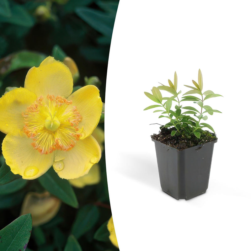 48x St. John's Wort (Hypericum calycinum) - 10-25cm - Ø9cm